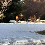 Rez De Jardin Le Refuge Aux Cerfs