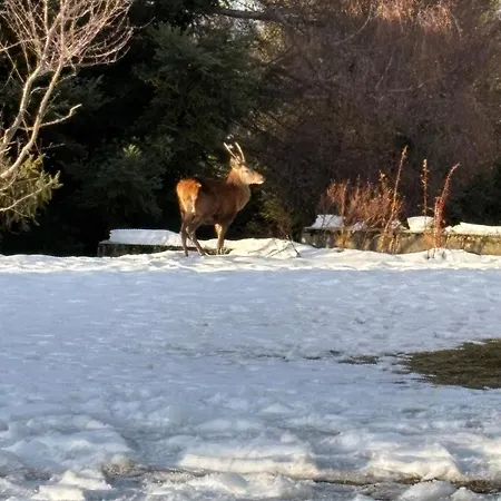 Rez De Jardin Le Refuge Aux Cerfs